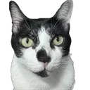 MellowDeadStare