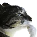 KuroonTikTok KuroonTikTok