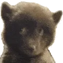 observingbear
