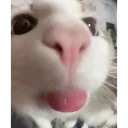 lick