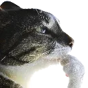 ThinkingCat ThinkingCat