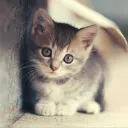 cutecat2