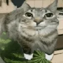 watermeloncat