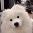 samoyedconfused