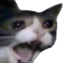 4318137catscream Discord Emoji | Mellowden