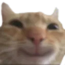 catto_happi