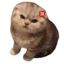 kittyangy
