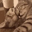 catsnuggle