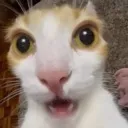 cutekittygasp