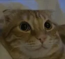 bolvantus