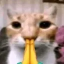 catpray