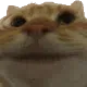 catyes