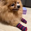 aloyinsocks