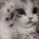 cute_cat cute_cat