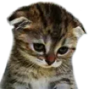sad_cat sad_cat