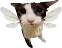 Fly