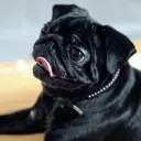 Pug Pug