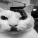kitler