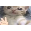 qq