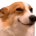 qt_sus