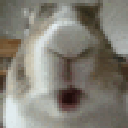 bunnychew