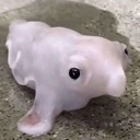 dumbBlob Discord sticker | 百合好き | . 𝙁𝙪𝙙𝙖𝙣𝙨𝙝𝙞  ◞