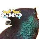PigeonCry