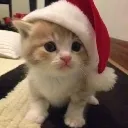 thnewyearscat