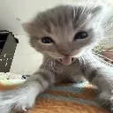 kitty