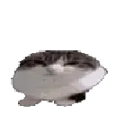 catbounce