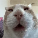 ohokcat
