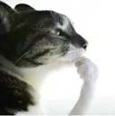 CatThink