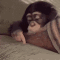 boredmonkey animated emote | Snapchat Social Club