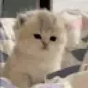 wut