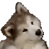 CuteDog