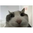 yuh