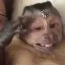 monkeyconfused monkeyconfused
