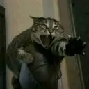 kittynooo