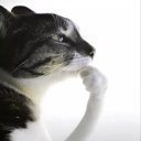 339345cathink Discord Emoji - Sứ sở bels buồi