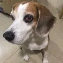 beagleaired