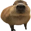 capygort
