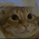 huhcat