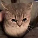 angry_cat