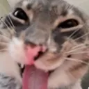 freakycat freakycat