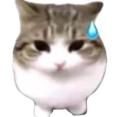 cat_eermm