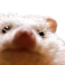 hedge_HARG hedge_HARG