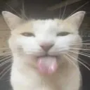blehh