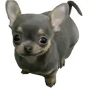 heh