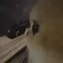 sideeyekitty