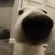 DogSniff